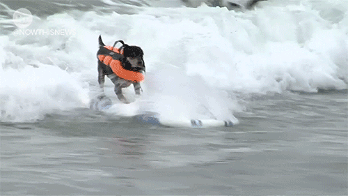 SurfPup Dog Life Jacket