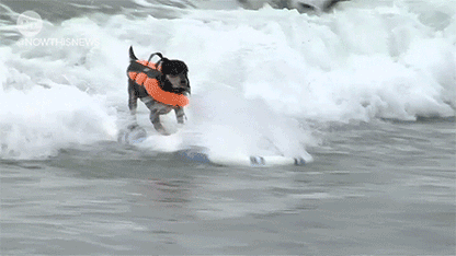 SurfPup Dog Life Jacket